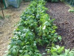 Les plants de haricots avant leur destruction.