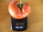 C'est officiellement m'a plus grosse tomate de l'année avec 544 g.