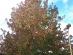 Voici les couleurs que l'on peut voir actuellement dans le paysage.