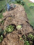 Voici l'état de la planche avant de manger les derniers légumes et de semer la moutarde.