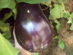 Les aubergines sont encore bien belles