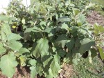 Voici les pieds d'aubergines aujourd'hui.