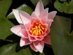 1Dscn00492.jpg