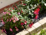 fushia.jpg