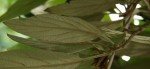 feuille dessous (640x293).jpg