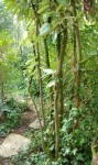 arbre  (354x600).jpg