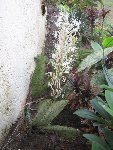 Fleur Bromeliacée [50%].JPG