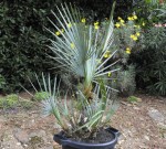 Chamaerops cerifera-0.JPG