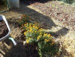 Ne reste au sol que les déchets de tomates avec leurs ficelles,le paillage qui était à leurs pieds et les œillets d'inde qui eux seront laissés encore un peut pour faire des graines.