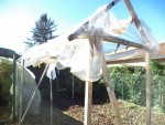 Le toit à tomates avant le démontage