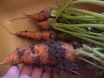 Les carottes déjà dans l'évier pour êtres cuisinées.<br />(excusez moi pour la mauvaise qualité de photo)