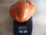 Ce seras la plus grosse tomate de cette année,une cœur de bœuf de 595g.<br />Mon objectif pour cette année était de 600g,je n'en suis pas passé loin.<br />Maintenant les tomates dans le tunnel sont atteintes de mildiou et je vais les enlevées ces prochains jour.