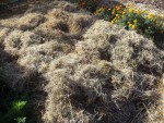 Puis une bonne couche de foin de 30cm