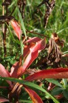 IMG_82681.jpg