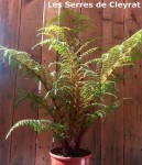 cyathea tomentosissima.jpg