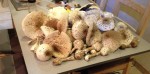 champignons2.jpg