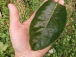 feuille acuminée, brillante et marge ondulée