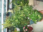 IMG_39211.jpg