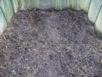 La terre une fois débarrassée de tous ces résidus végétaux et de la paille.<br />je vais ensuite pailler avec des feuilles mortes ou du foin et bien arrosé le sol,puis je ferais peut être un essais de plantation de salades pour cet hiver.