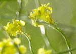 mab-_IGP0046_FLEURS_JAUNE.jpg