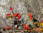 gic-automne00226_gd.jpg