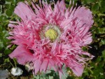 Papaver-sp-12.jpg