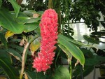 plante tropical 3.jpg