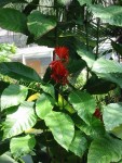 plante tropical.jpg