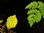 gic-automne00225_gd.jpg