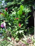 plante-tropical-2.jpg