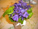 Violette