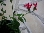 DSCN5705a.jpg