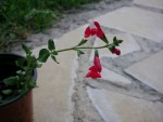 DSCN5704a.jpg