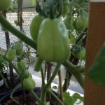 Romas