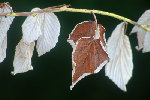 gic-automne00204_gd.jpg