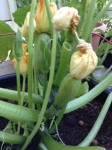 Courgettes