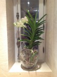 focus vanda