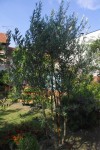 IMGP8851.jpg