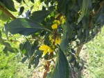 Les fleurs de forsythia