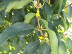 Les fleurs de forsythia
