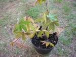 DSCN5755_opt.jpg