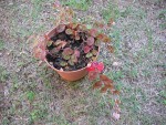 DSCN5748_opt.jpg