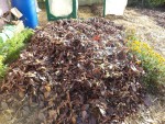 Voilà la parcelle une fois recouverte(j'ai bien mis 50 cm de feuilles)