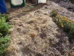 La parcelle qui va être recouverte de feuilles.<br />Elle étais déjà recouverte de foin mais cela n'allait pas suffire pour l'hiver.