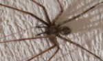 Araignée-IMG_6784.jpg
