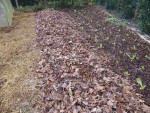 Une fois les feuilles étalées.