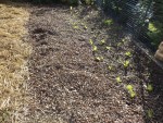 Voici la zone qui va recevoir les feuilles mortes.<br />C'est l’endroit ou se trouvaient les haricots verts qui avaient déjà été recouverts par des feuilles mortes.