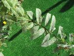 Voici la verveine