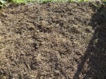Les bulbes après la plantation.