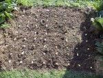 L'ail et l'oignon disposés en lignes avant la plantation.